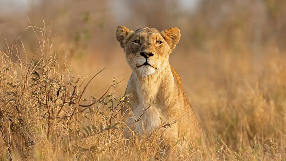 Sudafrica - leonessa nel parco nazionale del Kruger